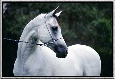 Moondarra Limelight - Arabian Stallion